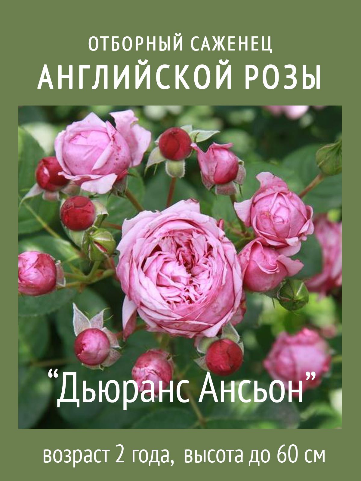 Роза Durance ancian Rosa