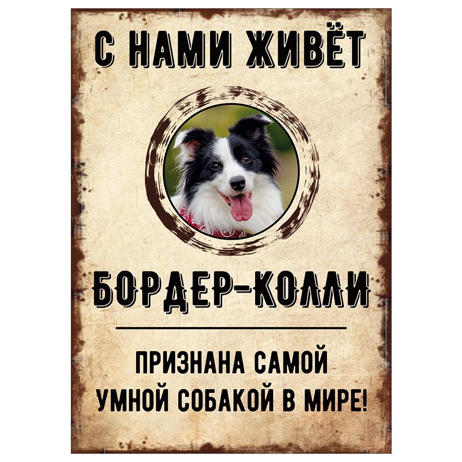 Табличка, декоративная, DANGER DOG, С нами живет Бордер-колли, 18см х 25см,  25 см, 18 см - купить в интернет-магазине OZON по выгодной цене (851299355)