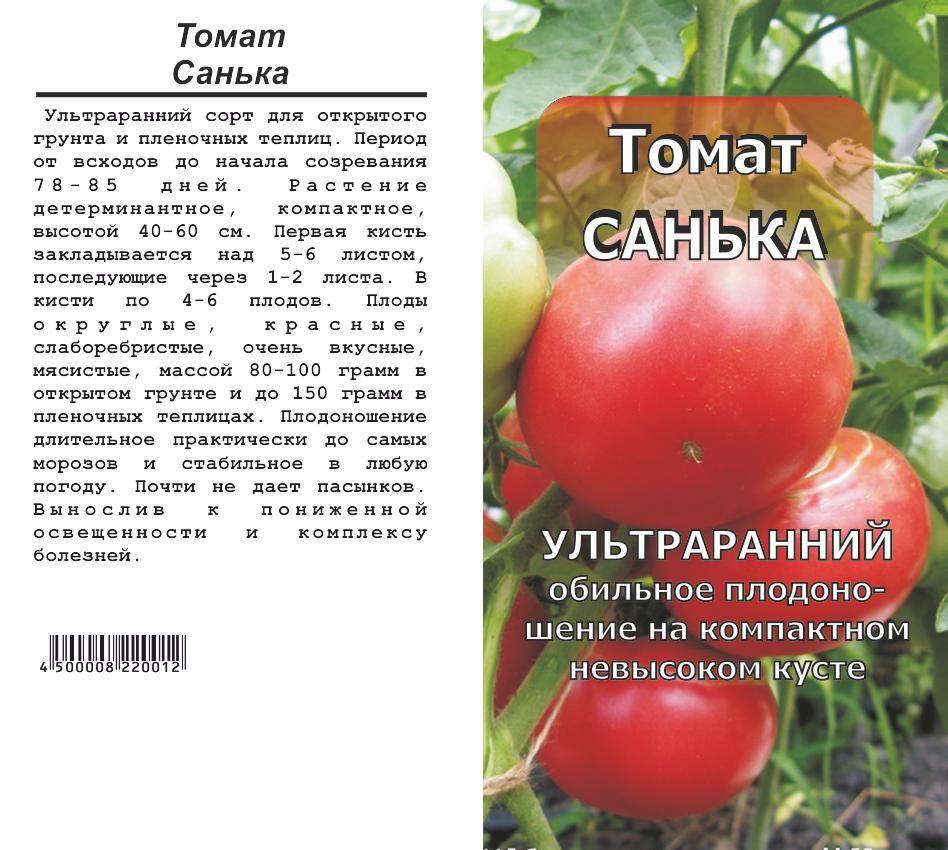 Помидор санька характеристика. Санька томат описание. Томат Санька в теплице. Помидоры сорт Санька семена. Томат Санька характеристика и описание сорта.