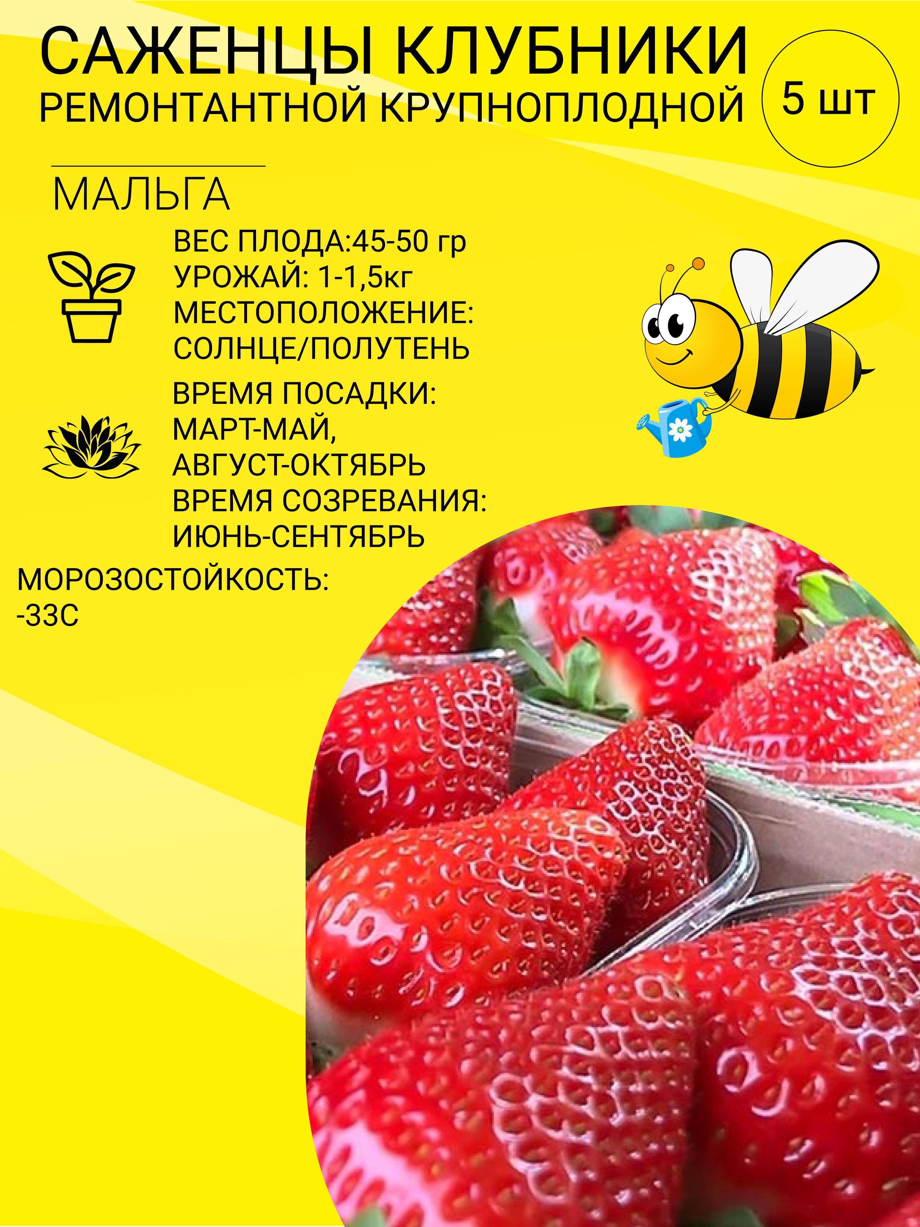 Купить Рассаду Клубники В Орле