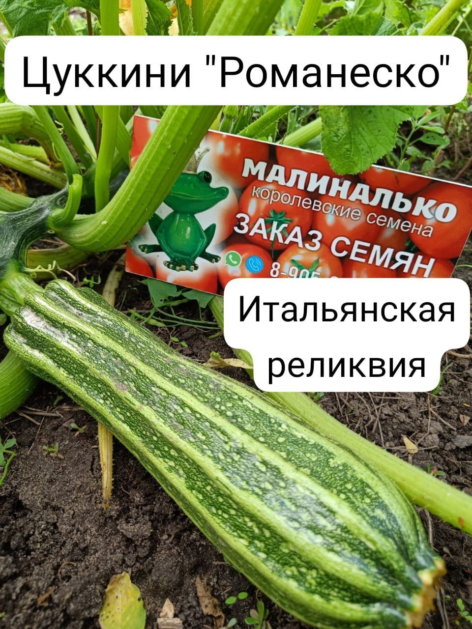 Купить Семена Палермо