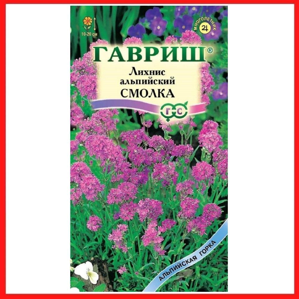 Лихнис семена. Лихнис Смолка. Лихнис Вискария. Лихнис Альпийский Смолка. Смолка махровая многолетник.