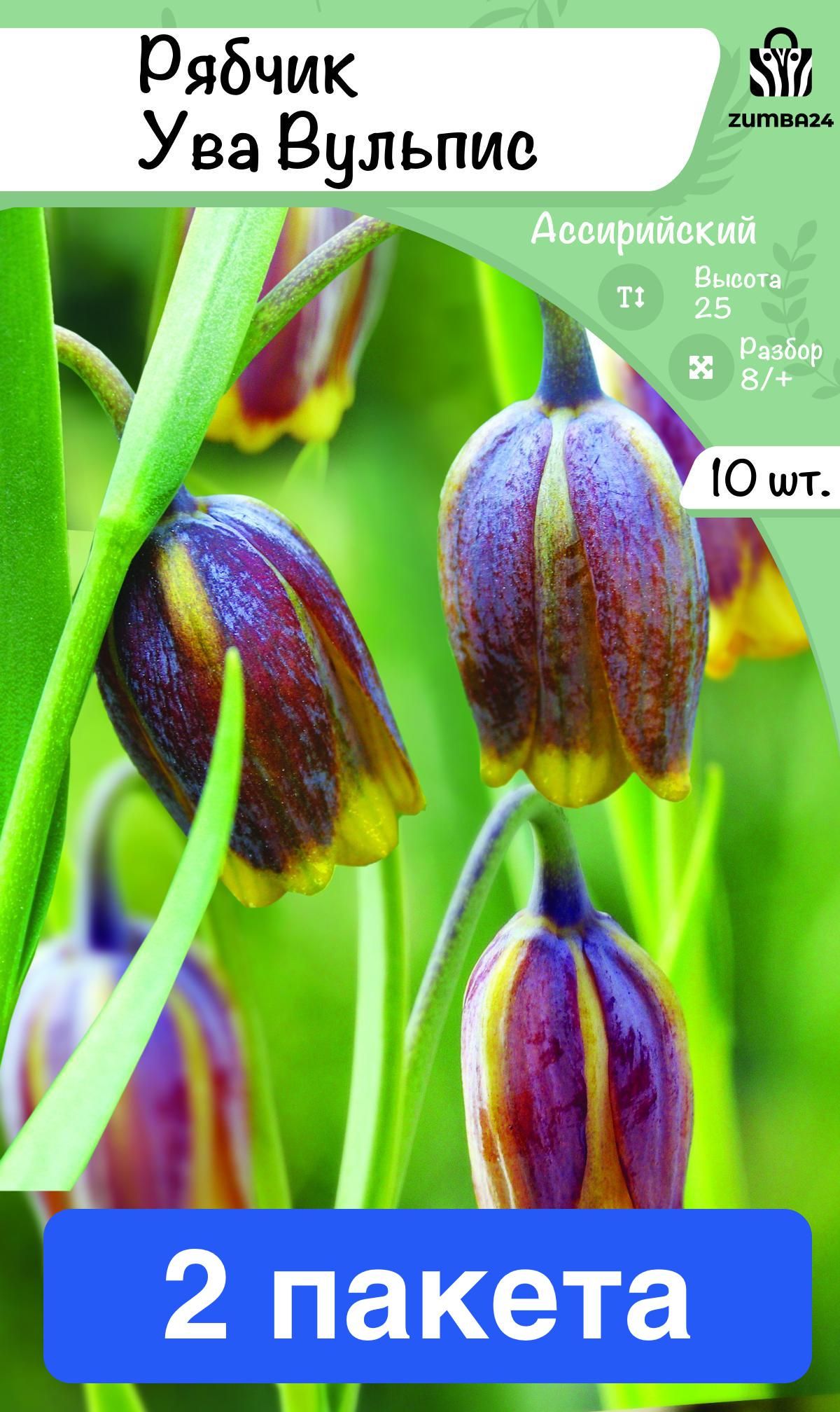 Ува вульпис. Фритиллярия ува вульпис. рябчик ува вульпис. фритиллярия uva-vulpis brown/soft yellow 30 8/9 15 15 3,49 2 1. рябчик ува вульпис посадка и уход в открытом грунте.