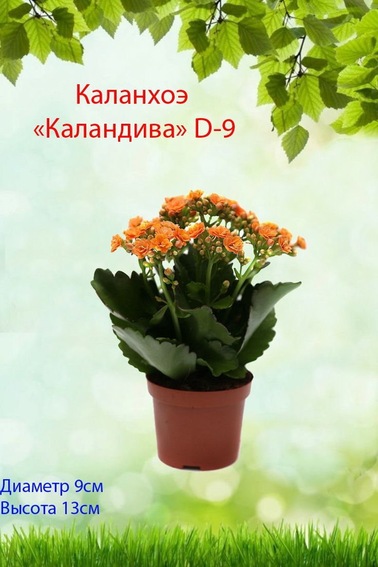 Каланхоэ каландива микс d9