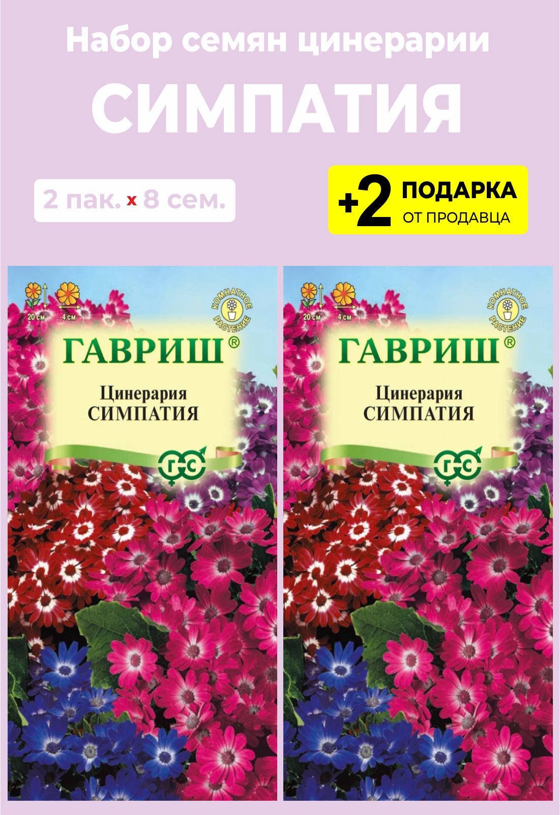 Цинерария Гибридная Купить Семена