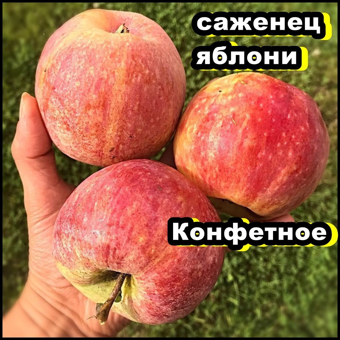 Яблоня Конфетное Купить Саженцы