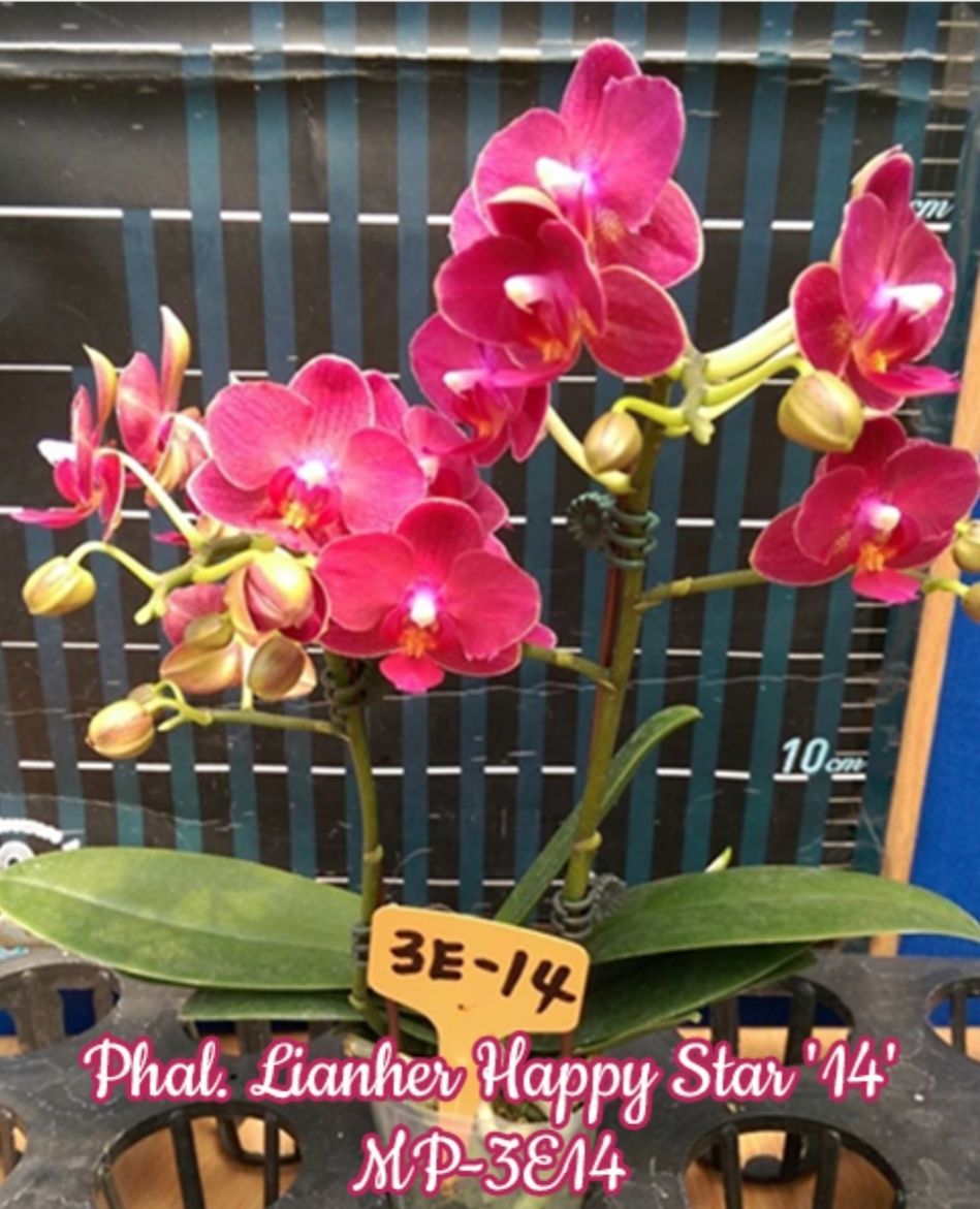 Орхидея каода. Орхидеи предзаказ. P. Holcostylis m s sunlight (= holcoglossum flavescens × rhynchostylis gigantea). Орхидея joy red cayol.