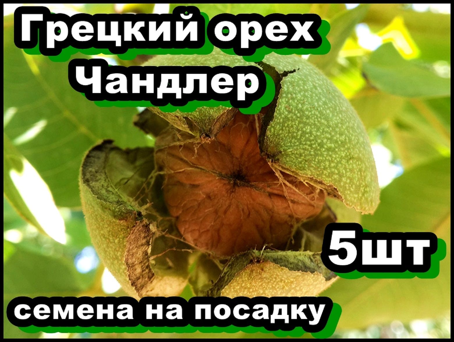 Купить В Золотом Орехе