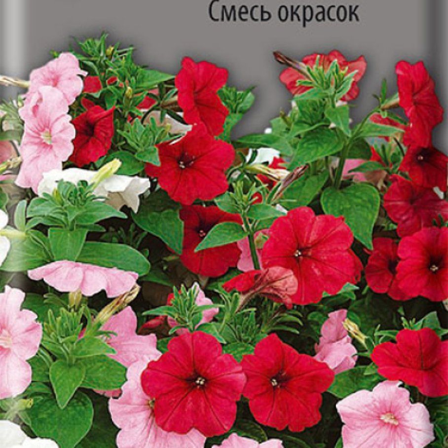 Смесь сортов петунии. Петуния дримс микс. Петуния мультифлора мираж. Петуния уникум смесь. Петуния ампельная микс.