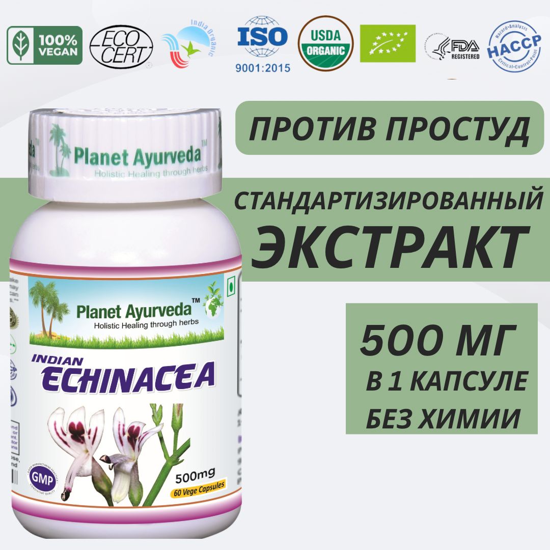 Эхинацея Echinacea, пищевая добавка, экстракт, андрографис метельчатый для  иммунитета 500 мг 60 капсул - купить с доставкой по выгодным ценам в  интернет-магазине OZON (1309726547)