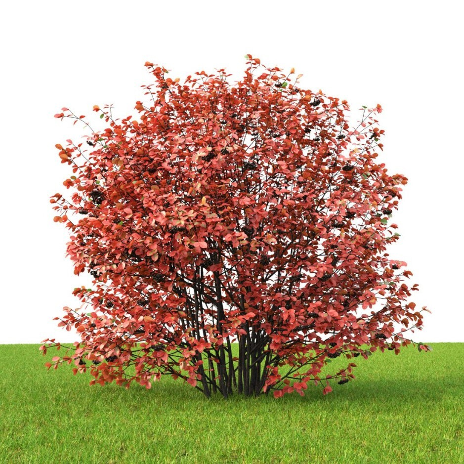 Арония черноплодная дерево осенью