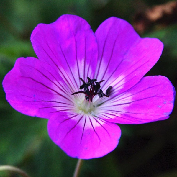 Герань садовая Лэйс Тайм - купить с доставкой по выгодным ценам в ...