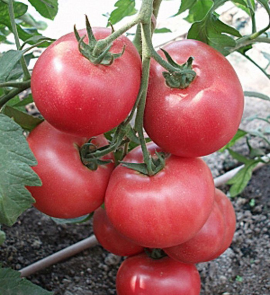 Томаты Седек Тор37272.1 - купить по выгодным ценам в интернет-магазине ...
