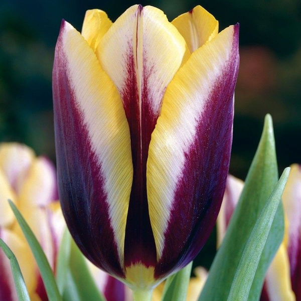 Луковицы Тюльпан Blooming Life купить по выгодной цене в интернет ...