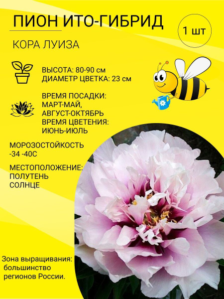 Пион Кора Луиза, корень пиона для посадки, многолетние кустовые цветы ...