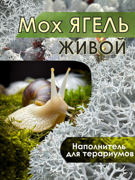 Мох ягель живой для улиток,50гр. купить на OZON по низкой цене (1315864158)