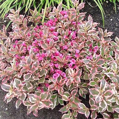 Вейгела Олл Саммэ Монэт (флорида), 1 саженец в горшке P9 (0,5 л ...