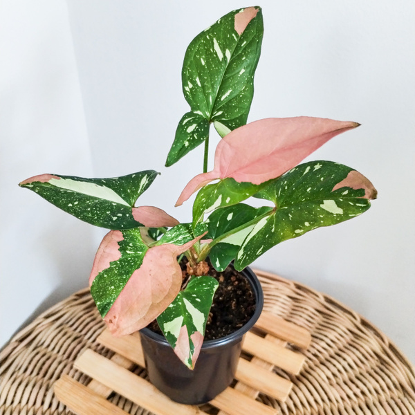 Сингониум Ред Спот Триколор (Syngonium Red Spot Tricolor) , 9 дм, 1 шт ...