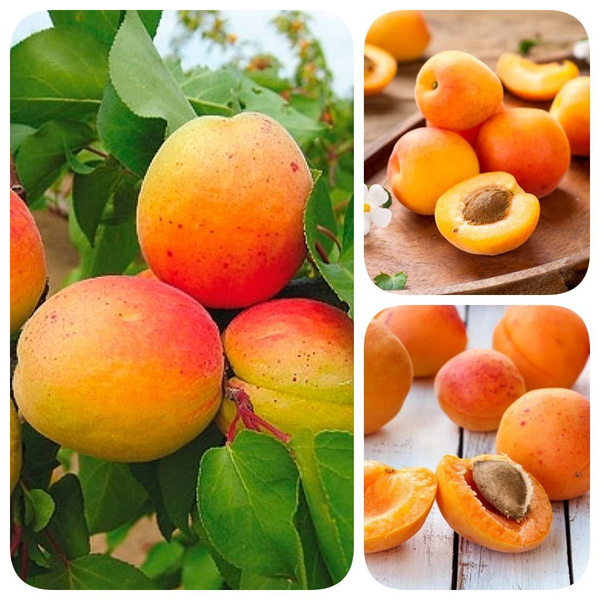 Клубни Абрикос МастерСад купить по выгодной цене в интернет-магазине ...