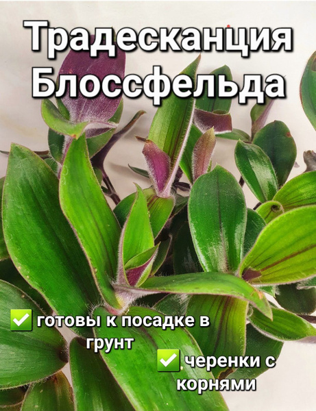 Комнатные растения Традесканция Блоссфельда, 4 среза, 4 шт - купить по ...