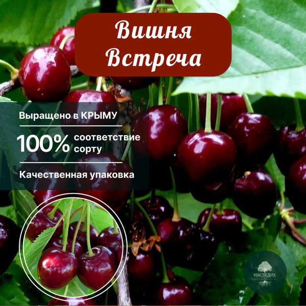 Вишня Встреча