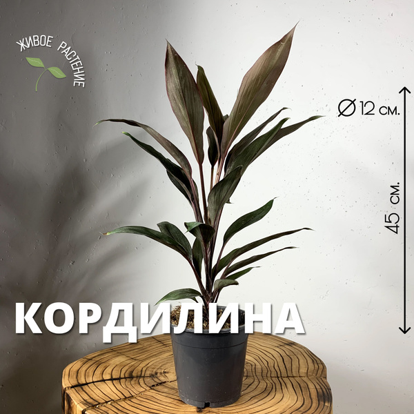 Кордилина Plants Bel House темно-зеленый, бордовый, 12 дм, 1 шт ...