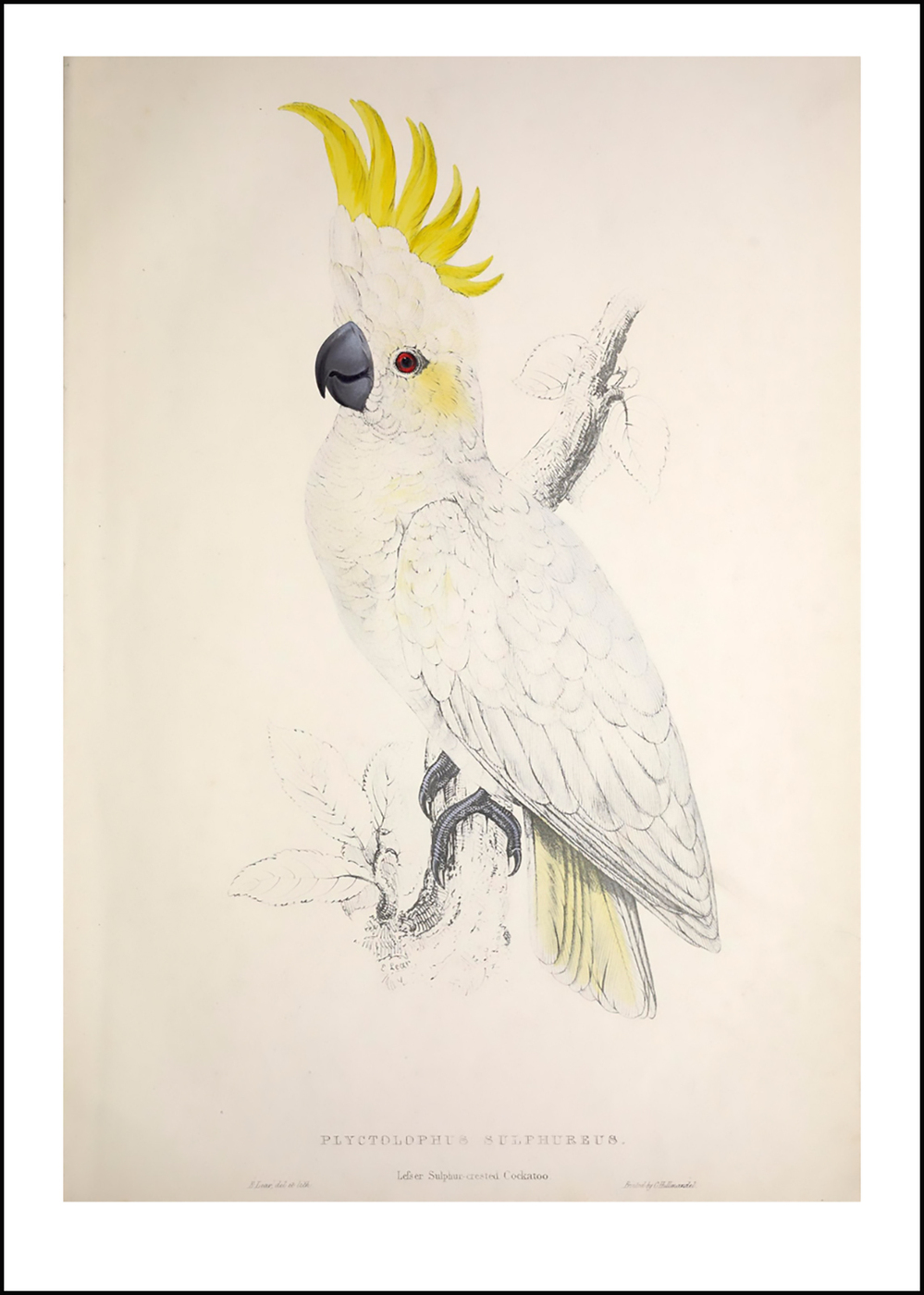 Винтажные иллюстрации попугаи
