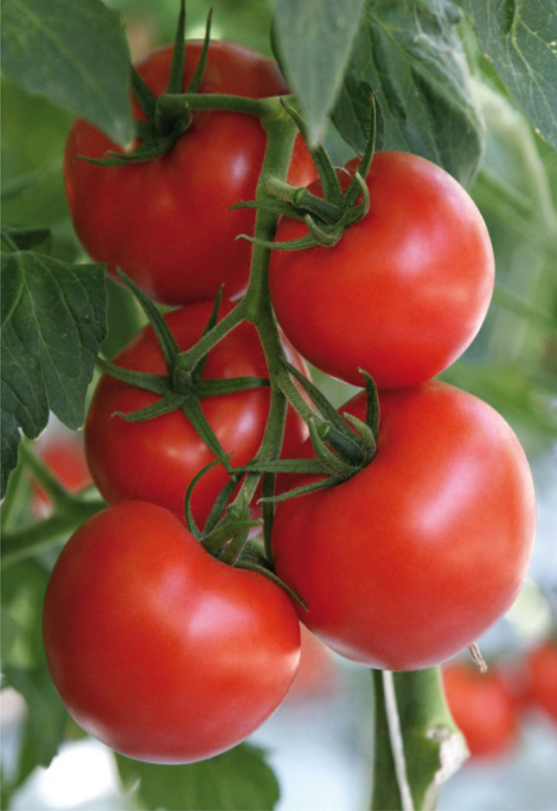 автор. семена томат самара f1. томат самара характеристика. томат самара f1 характеристика и описание. сорт томата самара f1.