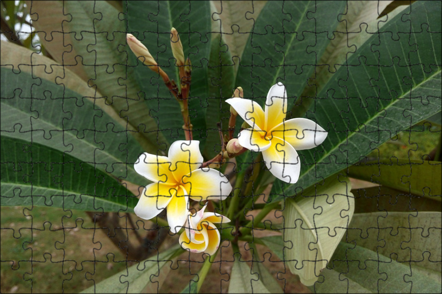 Fragrant flower