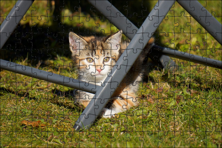 Кошка лежит на пороге между комнат примета