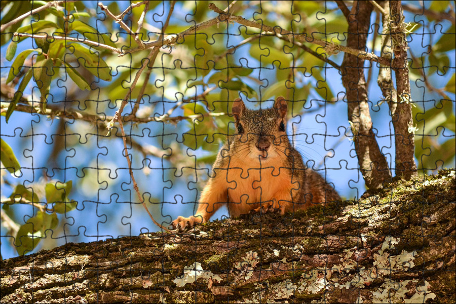 Squirrel,animal,brown,grey,who - free image from needpix.com