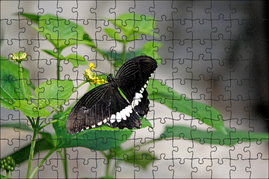 Бабочка черная купить. Бабочка черная. Бабочка черная с белыми пятнами. Бабочка с черными крыльями в белый горошек. Бабочка, черная, природа, трава, листья.