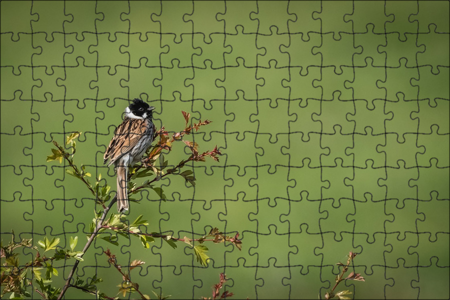 Игра птичка на дереве. Птичка на дереве мозайка из стекла. Дерево птички и квадраты на одном полотне.