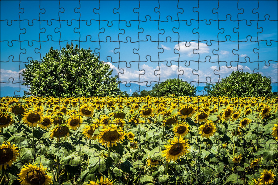 поле подсолнухов фото. картинки в высоком качестве подсолнухи. подсолнух полностью. подсолнечник зрелый поле. подсолнухи осенью.