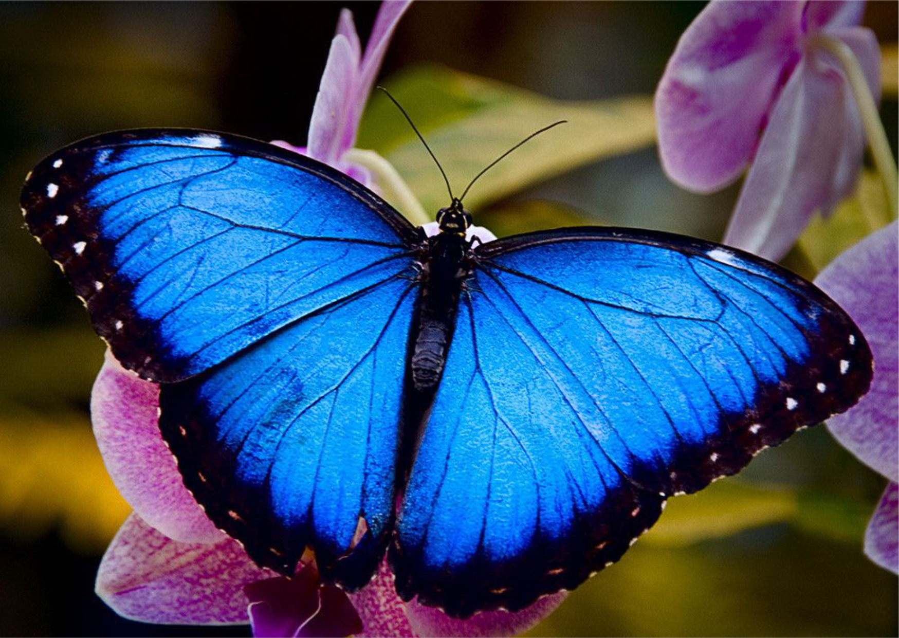 Голубые бабочки картинки