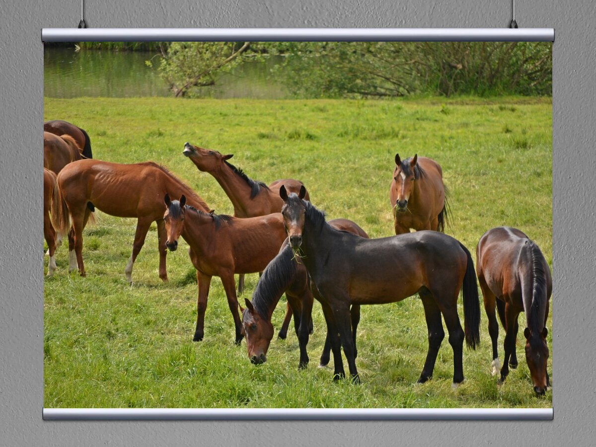 Круглая лошадь. Художник анималист гарднер стивен. Пазл 1000 "найди 16 лошадей" (limited edition). 16 лошадей. Убийства лошадей во франции.