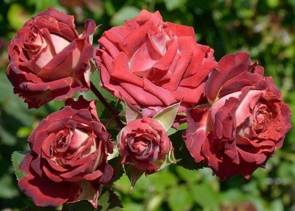 Роза Тирамису - купить в Курганинске, цена 250 руб., продано 30 октября 2022 - Р