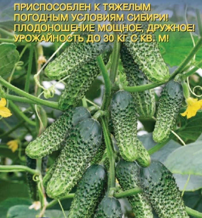 Семена Огурцы Уральский Дачник Купить