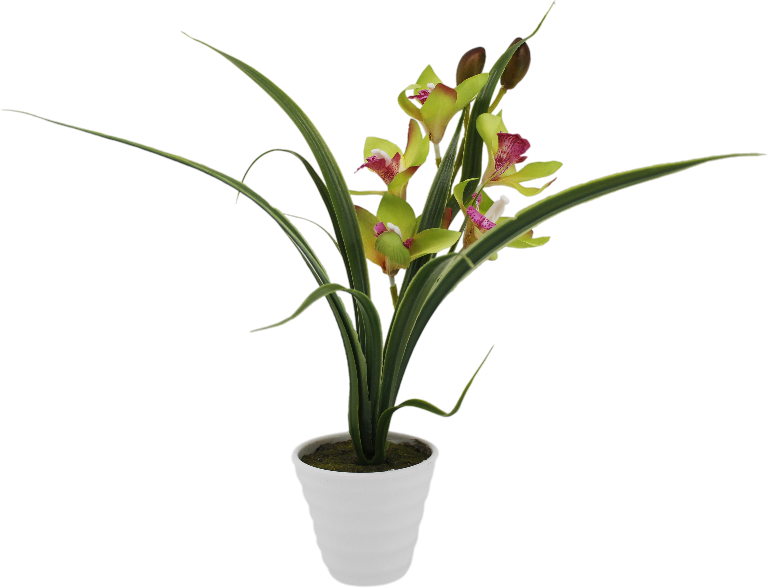Цимбидиум орхидея фото в горшке