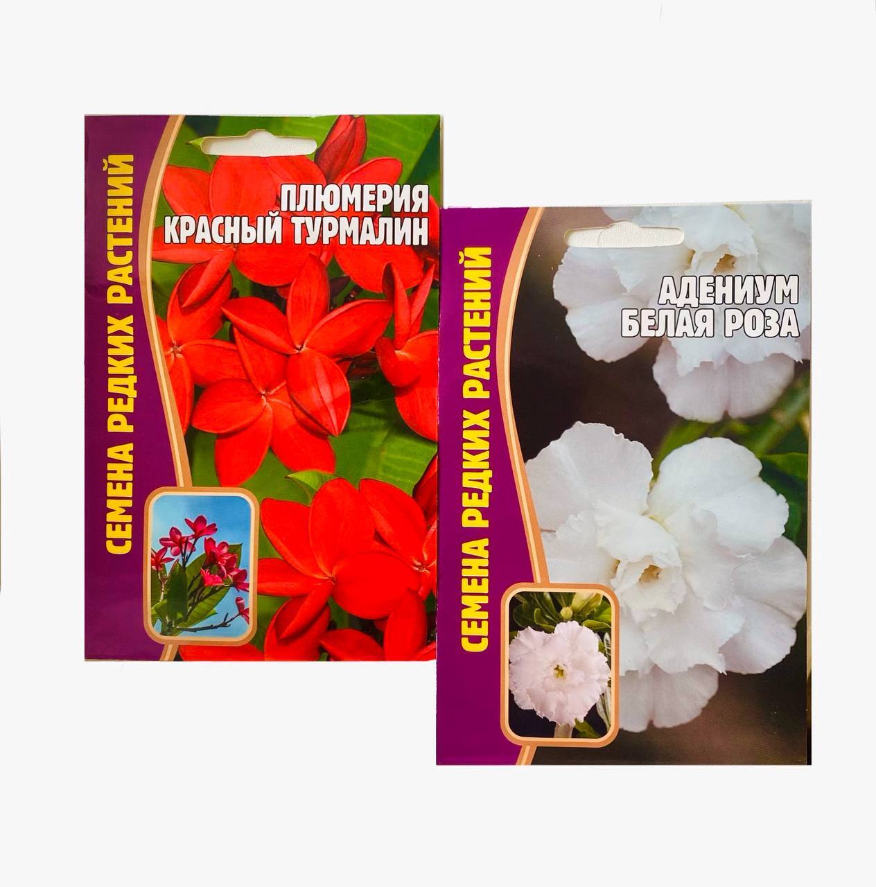 Комнатные Цветы Из Семян Отзывы С Фото