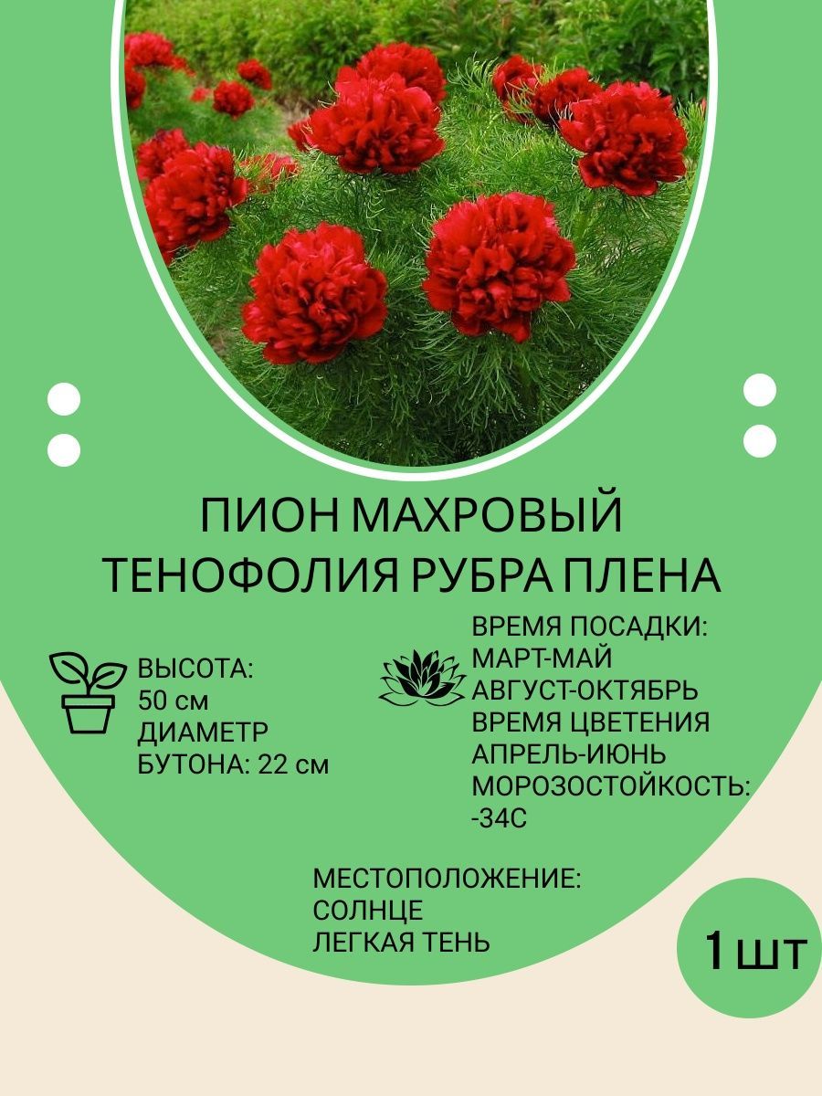 Пион Рубра Плена купить на OZON по низкой цене
