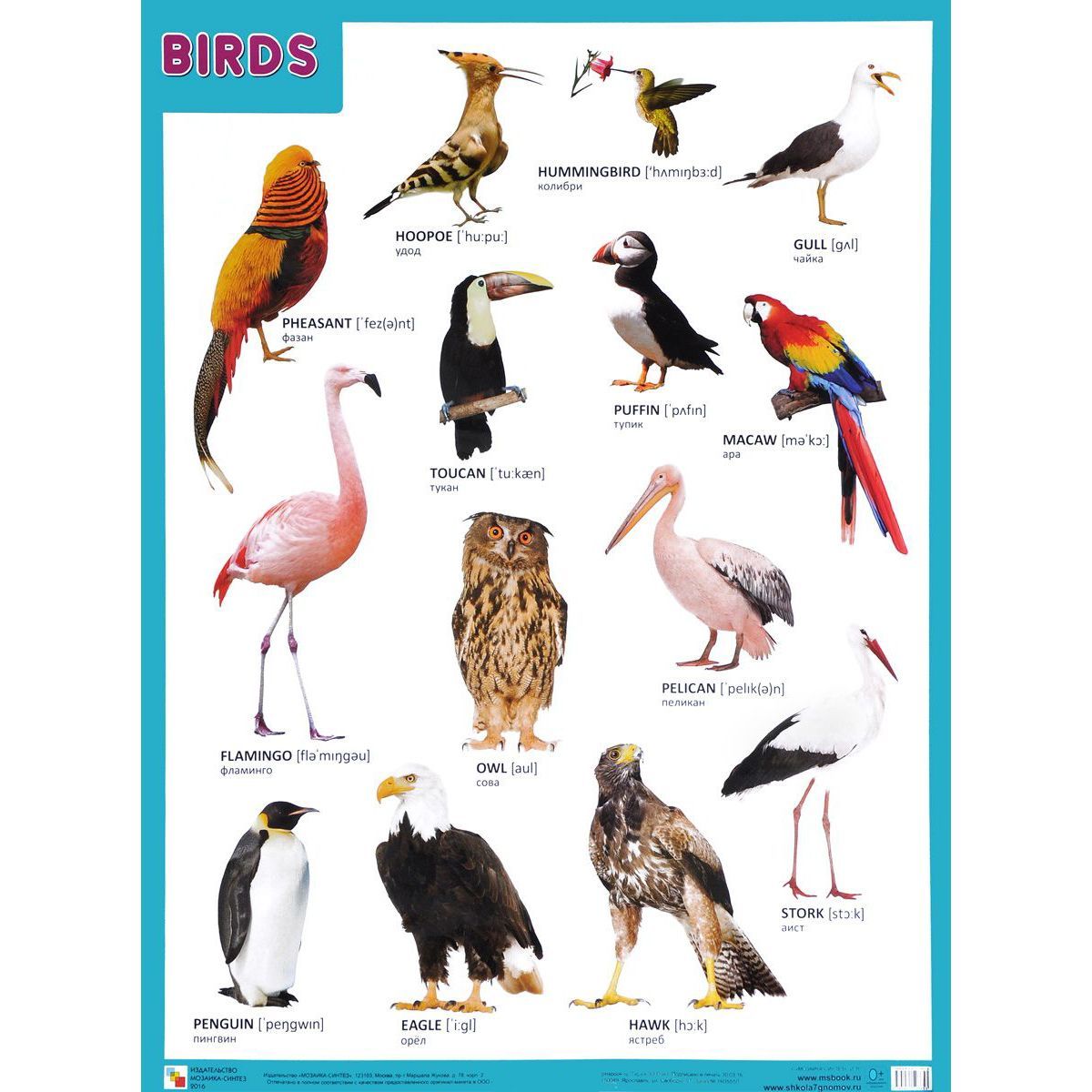 Плакат птицы