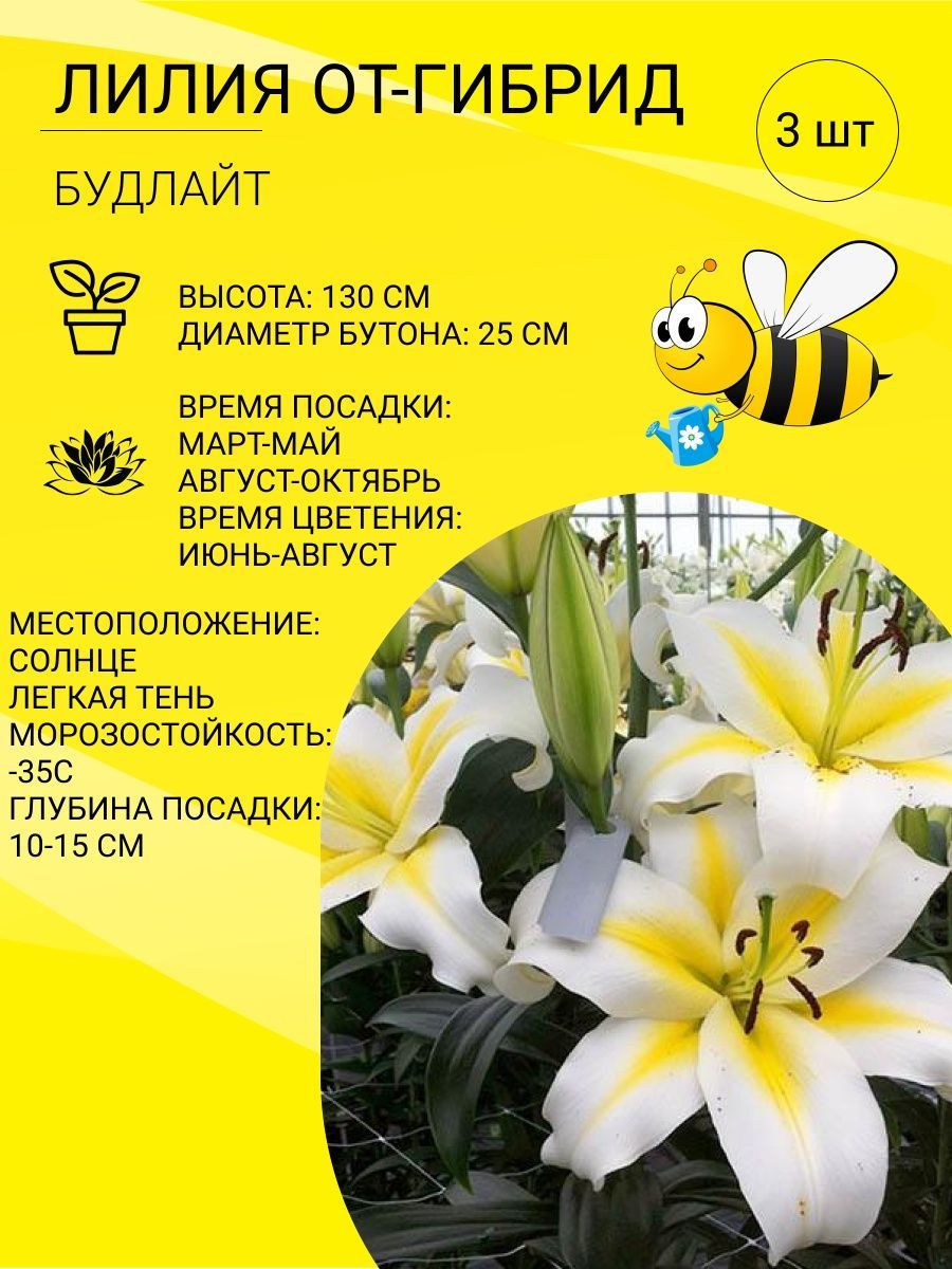 Лилия будлайт