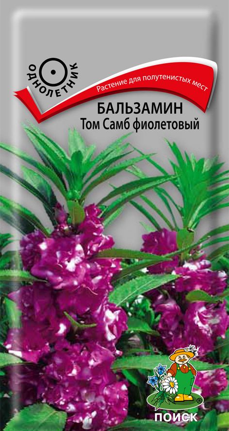Бальзамин том самб фиолетовый фото