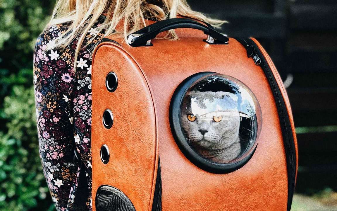 Рюкзак кот