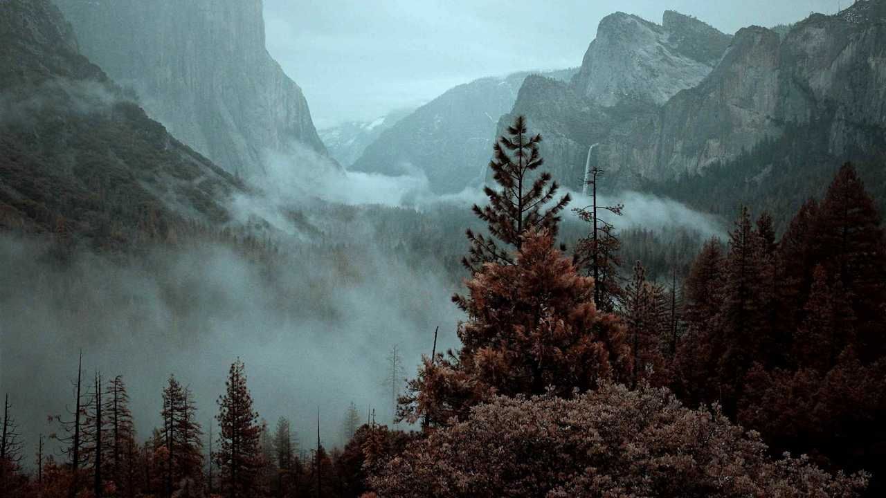 Туманный лес Анды горы