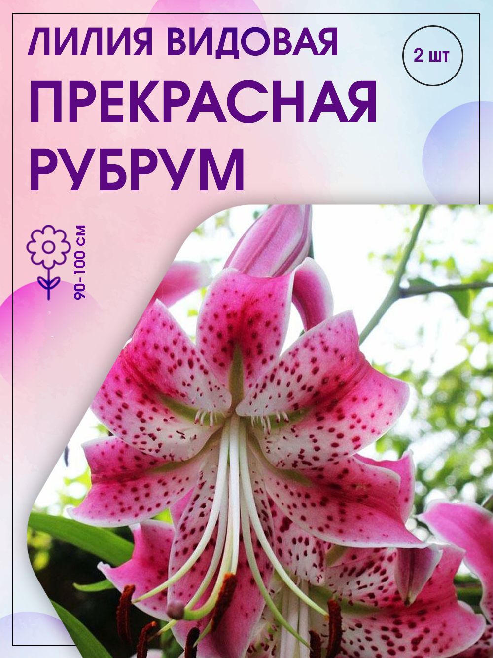 Lilium. Лилия speciosum rubrum. Лилия СП рубрум. Лилия многоцветковая Специозум. Лилия видовая прекрасная рубрум.