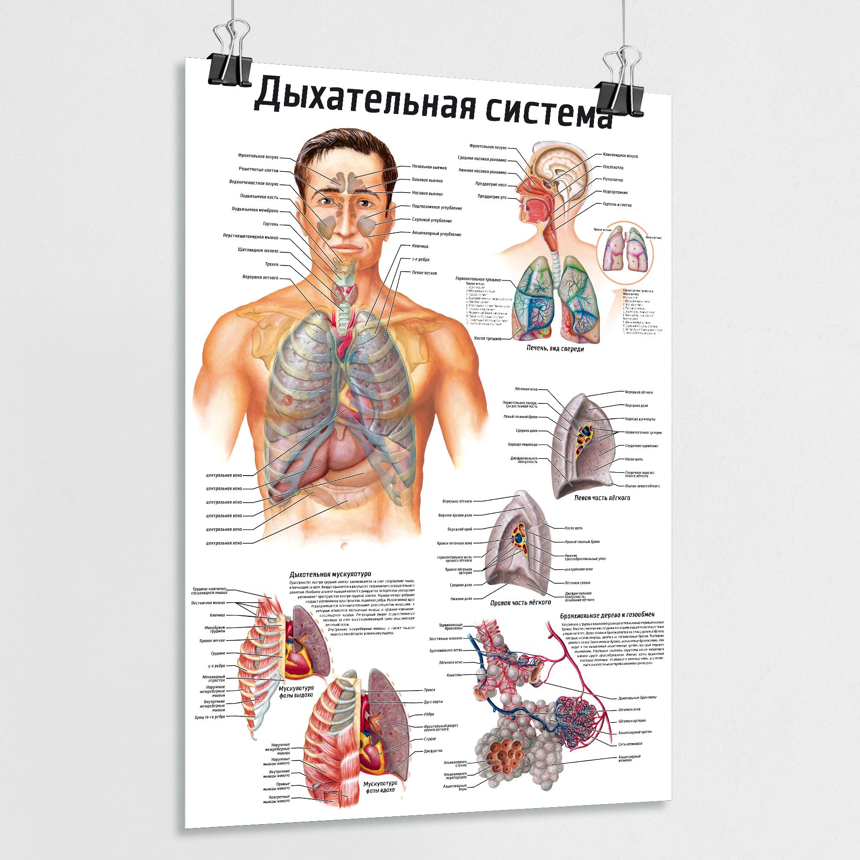 Обучающий плакат по анатомии 