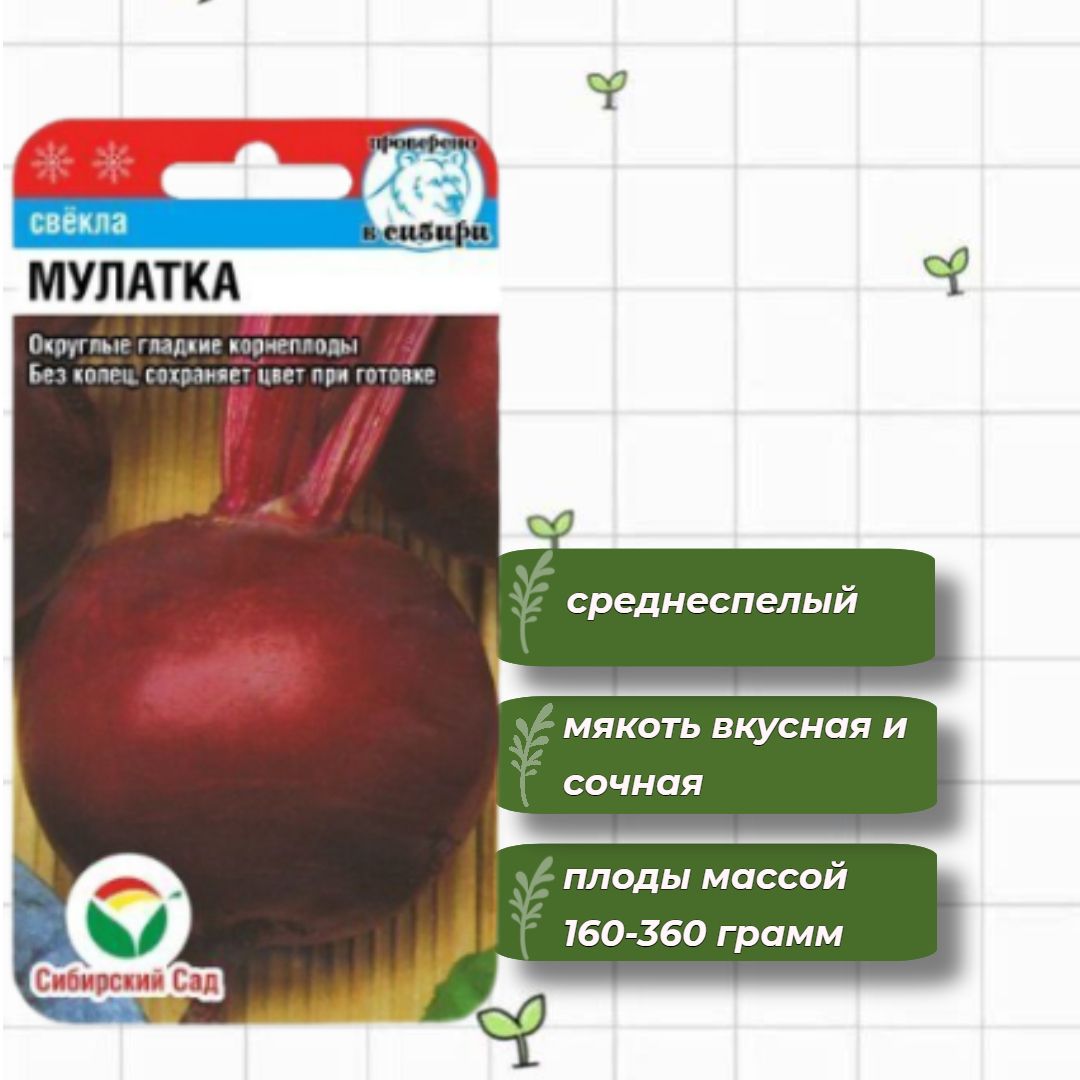 свекла мулатка, уральский дачник. свекла мулатка характеристика. свекла мулатка характеристика. свекла мулатка шоколадка. свекла столовая мулатка.