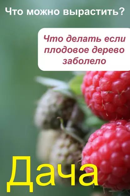 Что можно вырастить? Что делать, если плодовое дерево заболело | Электронная книга